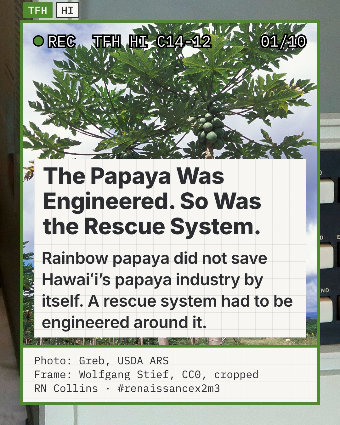 Two tall papaya trees loaded with green fruit stand in a Hawaiʻi Island orchard under a partly cloudy sky, with more rows of trees behind them. USDA identifies them as mature Rainbow papaya trees. They open the story with the crop itself, standing in a field rather than a lab.