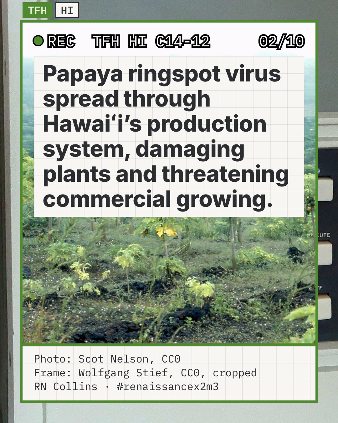 A papaya field in Hawaiʻi affected by papaya ringspot virus: rows of stunted, yellowed and mottled papaya trees on dark ground, with forest in the distance. It shows what virus pressure on a working planting looked like, the problem the story starts from.