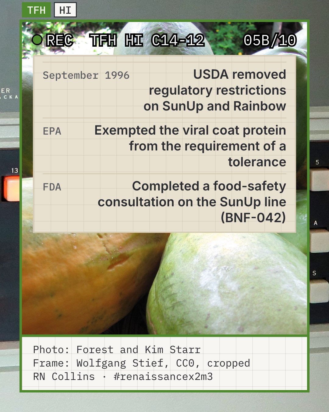 Illustrative photo: a basket of whole papayas, green to orange, photographed at Laulima Farm in Kīpahulu, Maui, in 2012 by botanists Forest and Kim Starr. The card lists the 1996 federal clearances of SunUp and Rainbow papaya. This is the kind of fruit those clearances concerned, grown in Hawaiʻi; it is not identified as Rainbow or SunUp and is not a regulatory record.