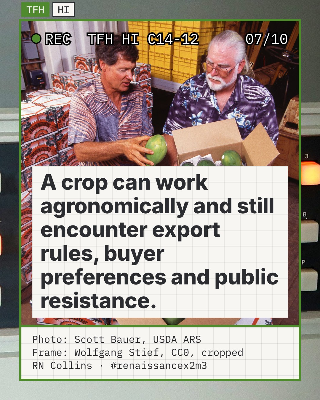 Two men in a packing shed examine green papayas in cardboard boxes after hot-forced-air treatment, a quarantine step for Hawaiʻi papaya exports, photographed by USDA in 1998. The photo is not identified as Rainbow. It shows the kind of export rule the sentence says a working crop still meets.