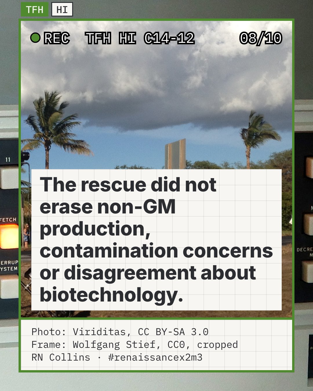 A line of people holding signs stands along a highway beside palm trees on Maui, with a police monitoring camera on a tripod in the foreground; this was a 2012 GMO Free Maui protest at the gate of a Monsanto test field. It shows the public disagreement over biotechnology that the story says the papaya rescue did not erase. It is not papaya-specific.