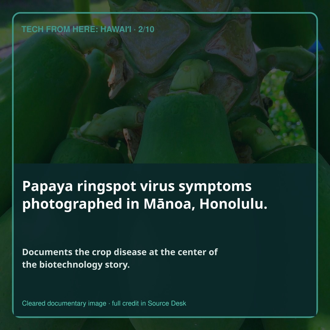 Papaya ringspot virus symptoms photographed in Mānoa, Honolulu.. Documents the crop disease at the center of the biotechnology story.
