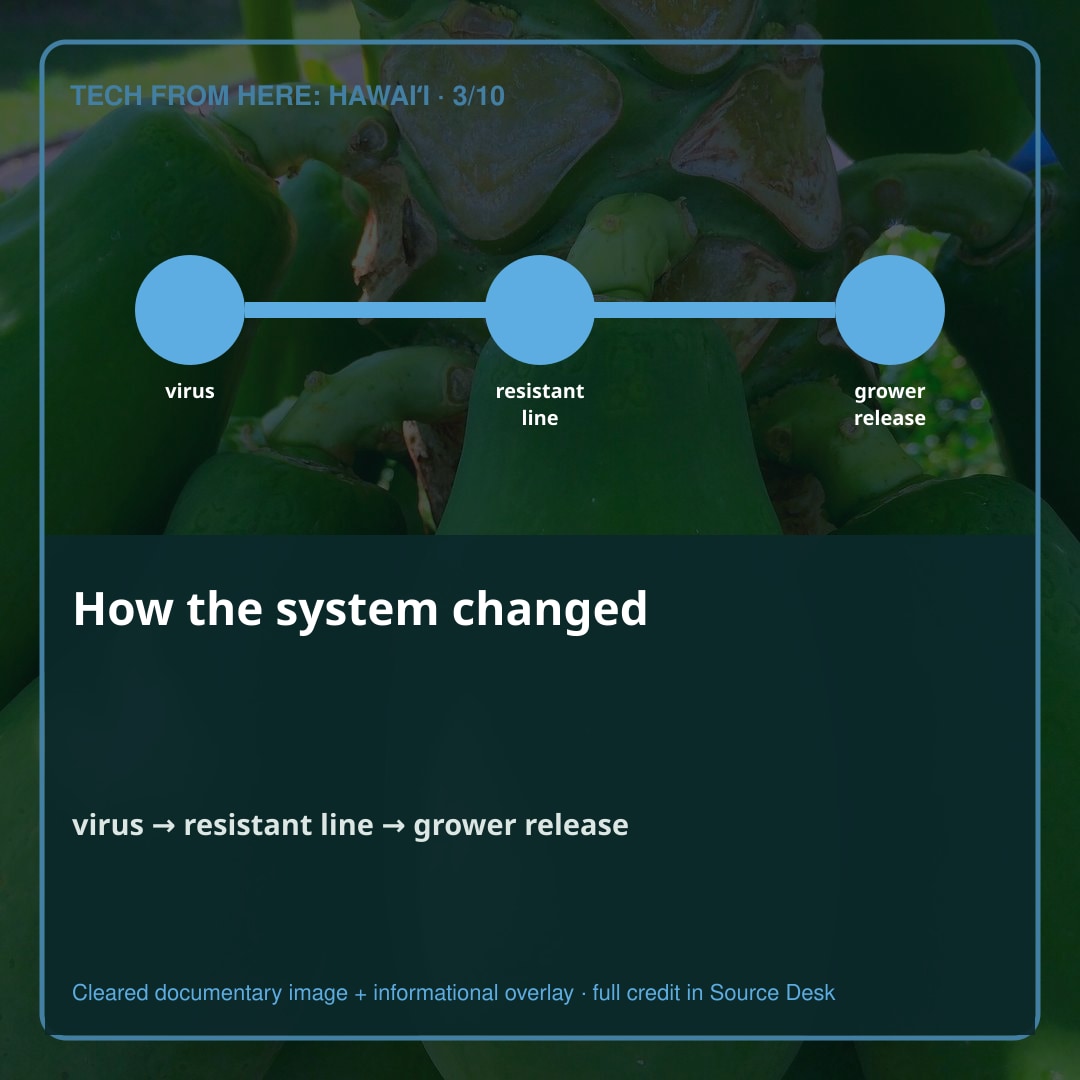 The system takes shape. The Rainbow papaya did not move directly from laboratory breakthrough to field rescue. It passed through a system of plant pathology, breeding, field trials, federal regulation, patent analysis, license negotiation, grower organization, seed production, market preference, export segregation, and public conflict.