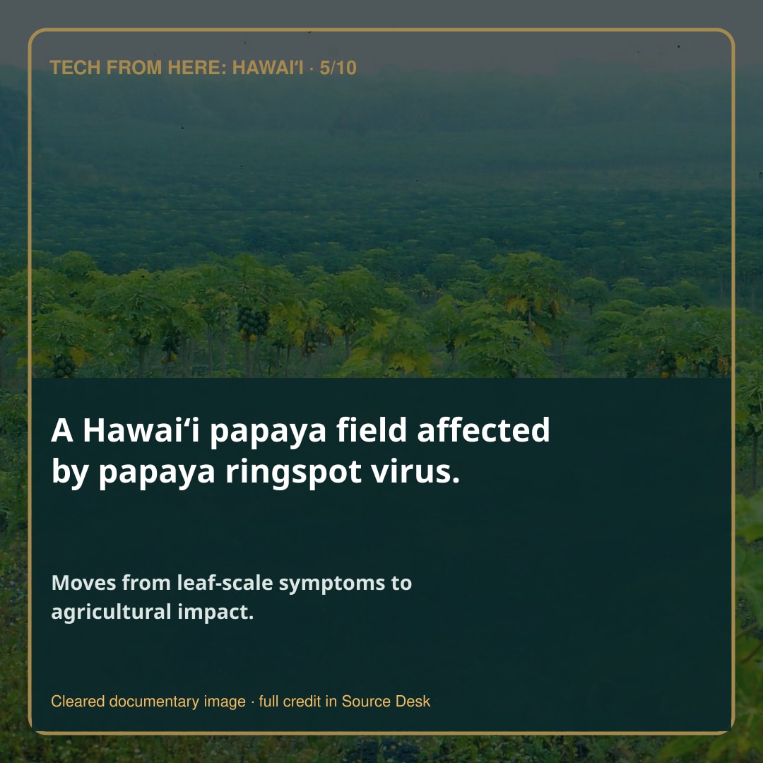 A Hawaiʻi papaya field affected by papaya ringspot virus.. Moves from leaf-scale symptoms to agricultural impact.