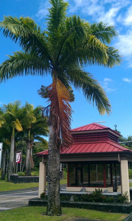 Photograph of the University of Hawaiʻi at Hilo campus entrance.