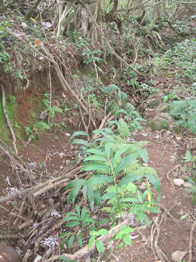 Photograph of a traditional Hawaiian irrigation channel.
