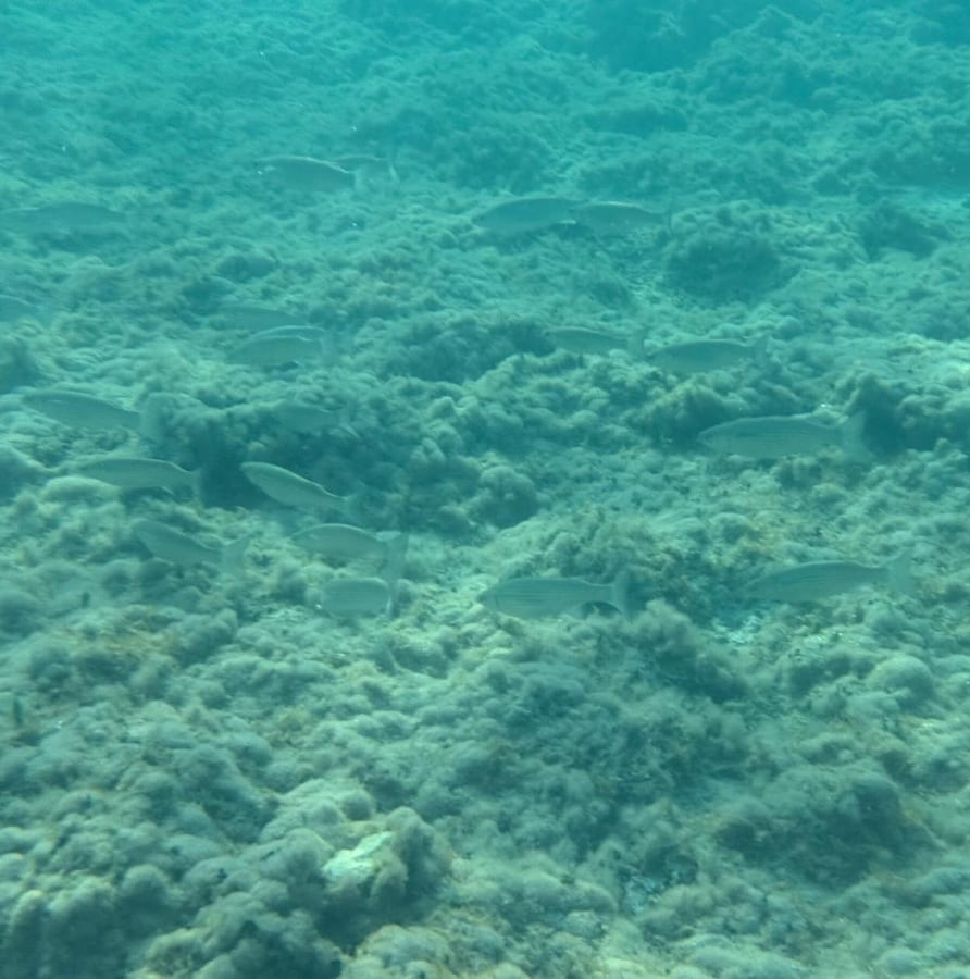 Photograph of a school of striped mullet (Mugil cephalus) taken in Italy.
