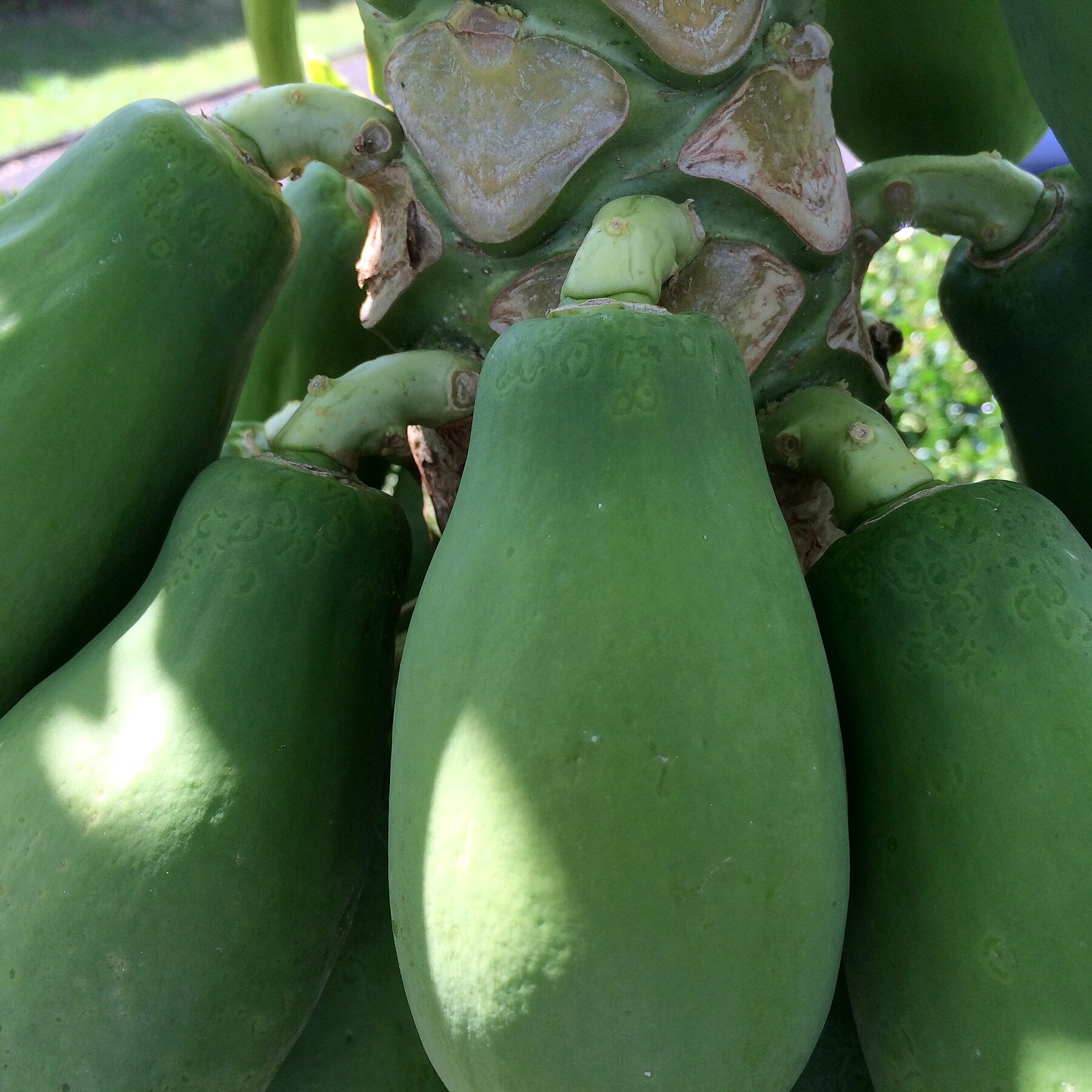 Papaya leaf displaying mottling associated with ringspot virus.