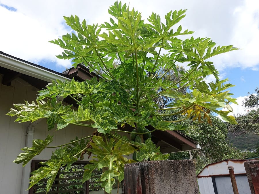A papaya plant with ringspot symptoms beside a healthy plant.