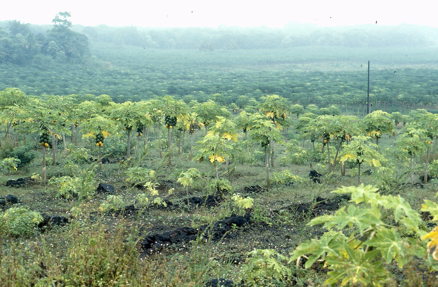 Papaya plants in a Hawaiʻi field affected by ringspot virus.