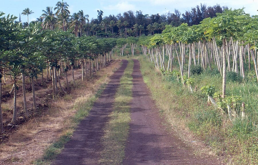 Photograph comparing infected and resistant papaya.