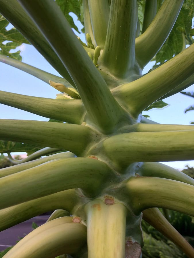 Close-up photograph of a diseased papaya petiole.
