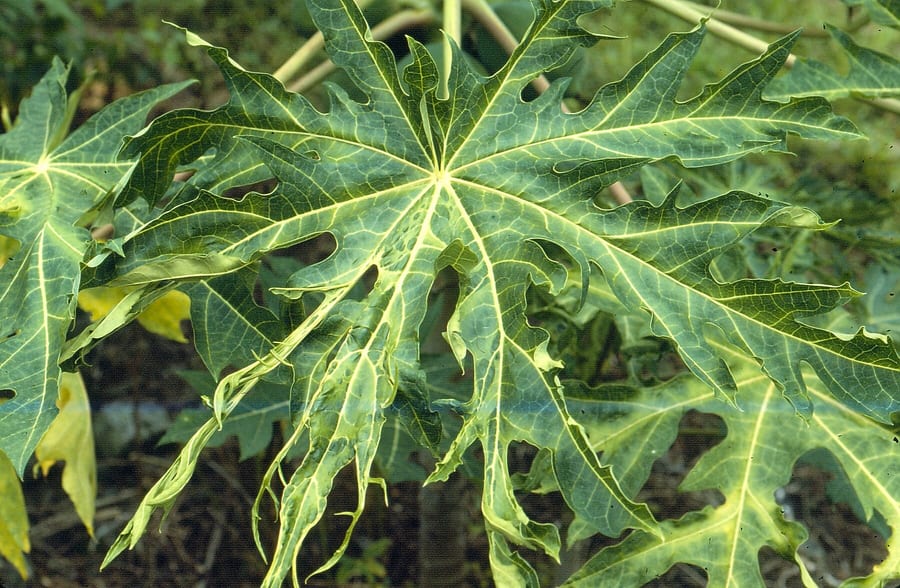 Close-up photograph of diseased papaya leaves.