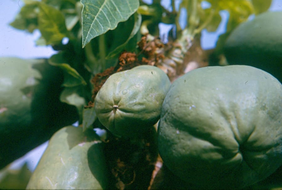 Historic photograph of diseased papaya, 1966.