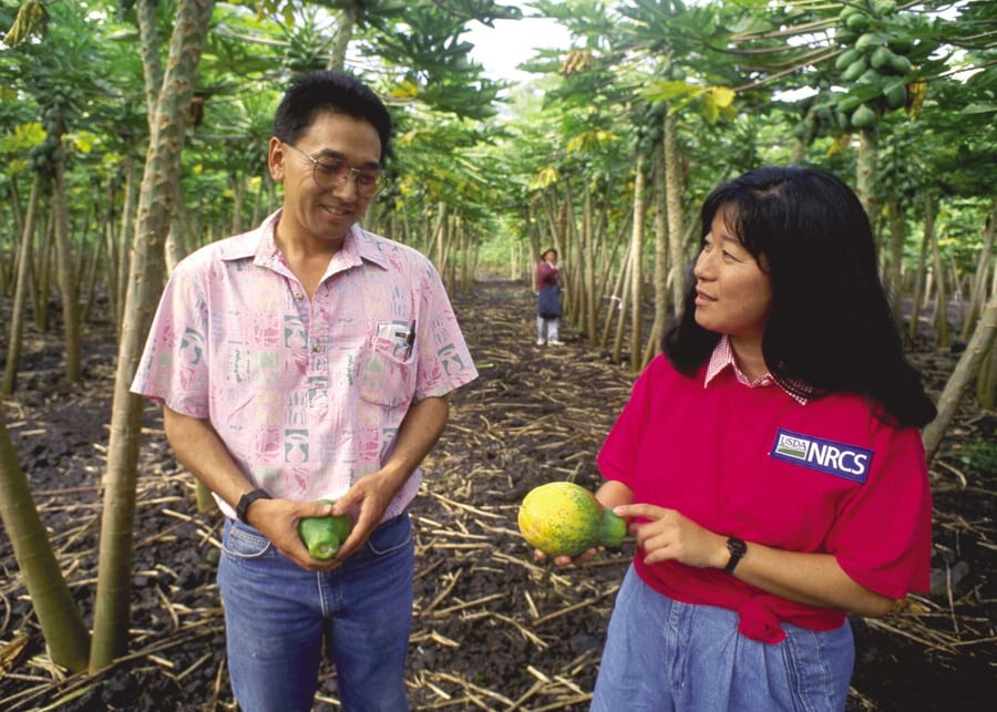 Photograph of a Hawaiʻi papaya orchard.