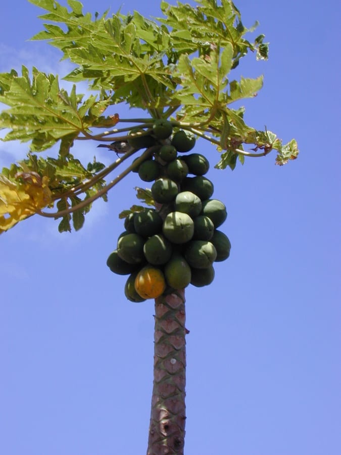 A tall papaya tree with clusters of fruit hanging beneath its leaves.